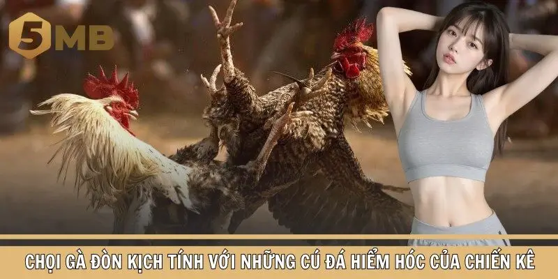 Chọi gà đòn kịch tính với những cú đá hiểm hóc của chiến kê